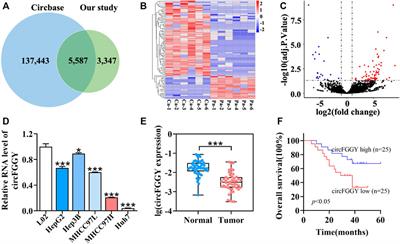 CircFGGY Inhibits Cell Growth, Invasion and Epithelial-Mesenchymal Transition of Hepatocellular Carcinoma via Regulating the miR-545-3p/Smad7 Axis